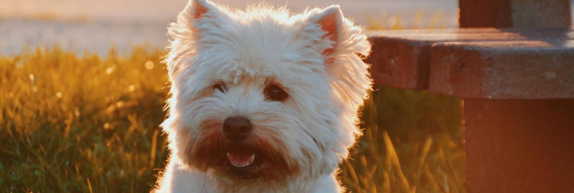 A white dog sitting on grass near a bench, bathed in sunlight, looking at the camera with a sweet gaze.